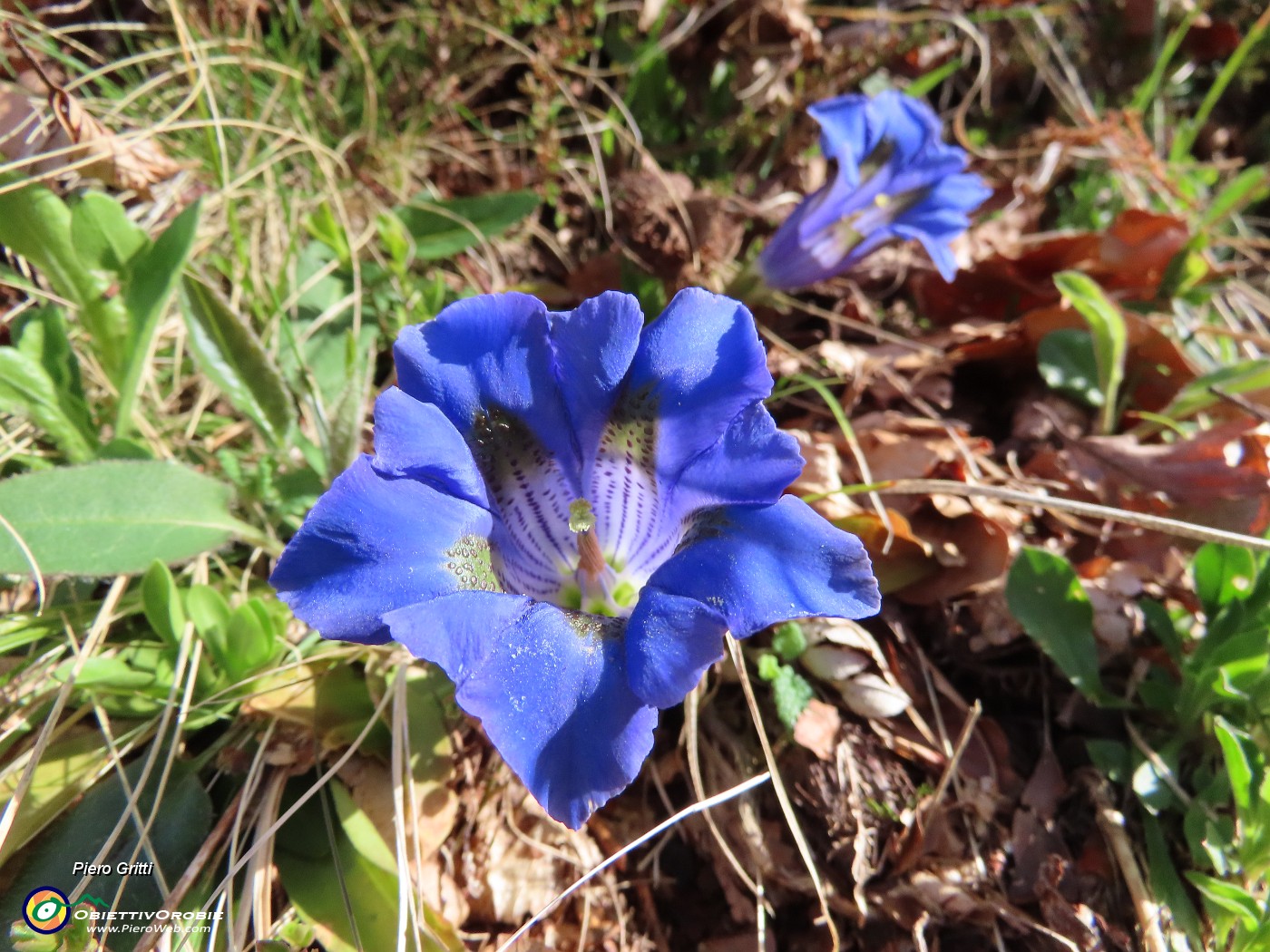34 Gentiana Clusii (Genziana di Clusius).JPG